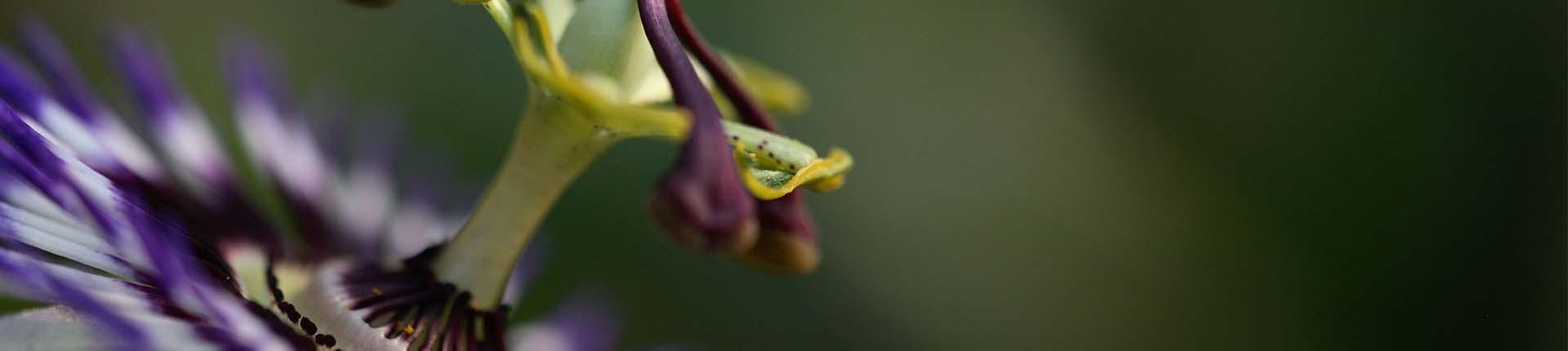 zoom fleur passiflore