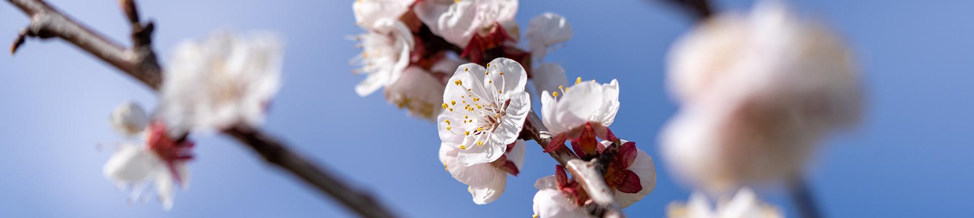 fleurs dans un arbre au printemps