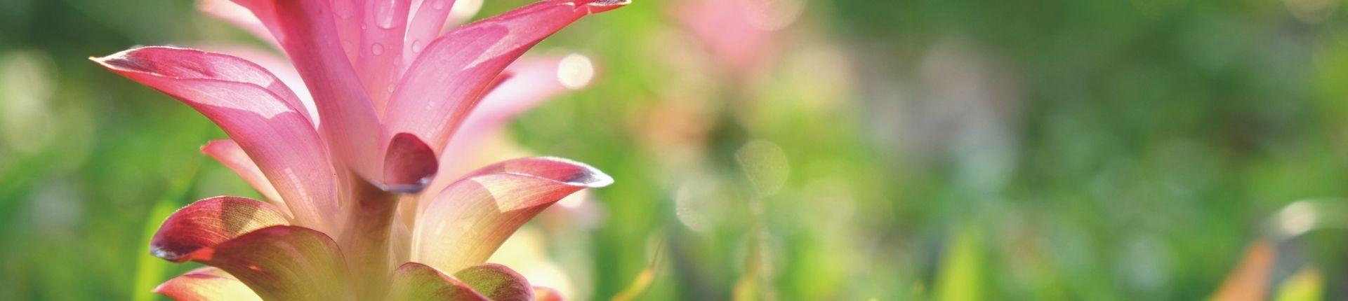 bandeau fleur de curcuma