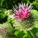 Photo bardane, Arctium lappa, racine