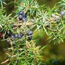 Photo genevrier bourgeon, juniperus communis