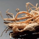 Ginseng, Panax ginseng, racine