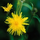 Photo piloselle, hieracium pilosella, plante entière